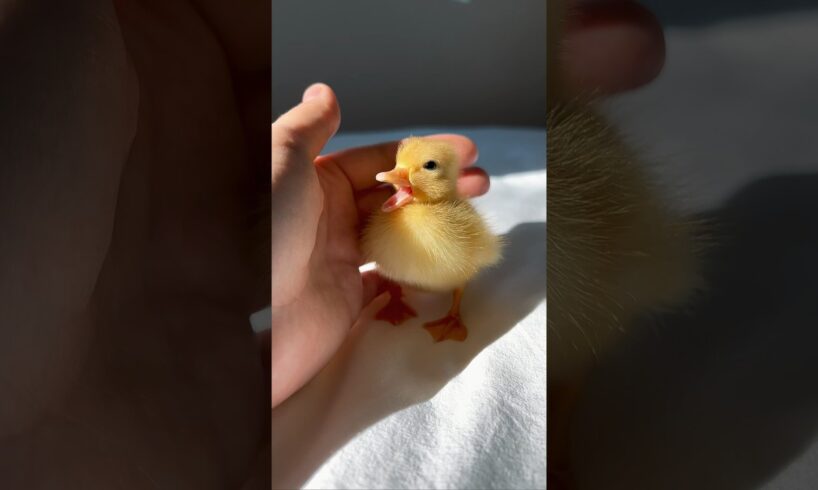 Such a cute baby duckling #shorts