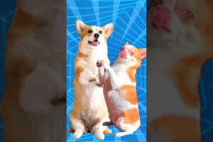 Super Cute Dog Dance 🐶🐕😍