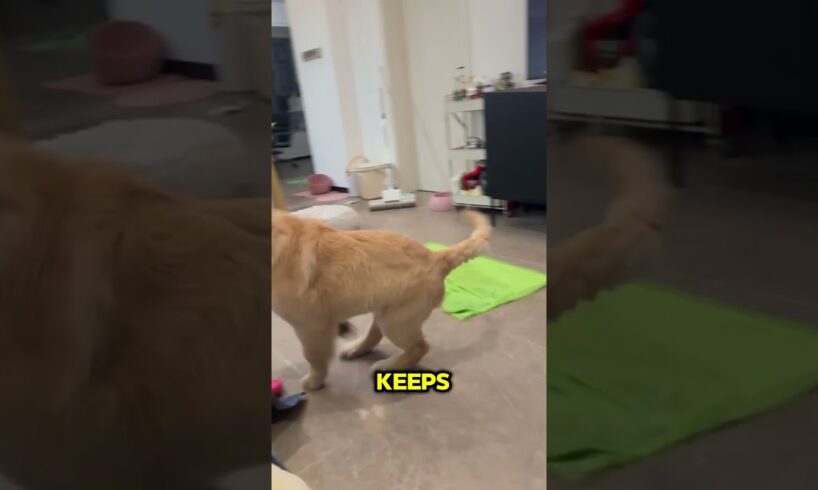 THIS DOG CAN´T STOP PLAYING!! #shorts #shortvideos  #reels #animals  #interesting #cute