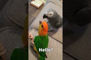 Talking Parrot Answering Scam Call 😆