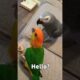 Talking Parrot Answering Scam Call 😆