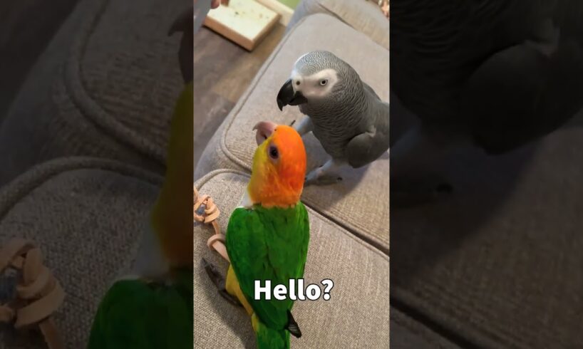 Talking Parrot Answering Scam Call 😆