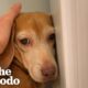 Terrified Beagle Who'd Never Been Inside Before Finally Opens Up | The Dodo