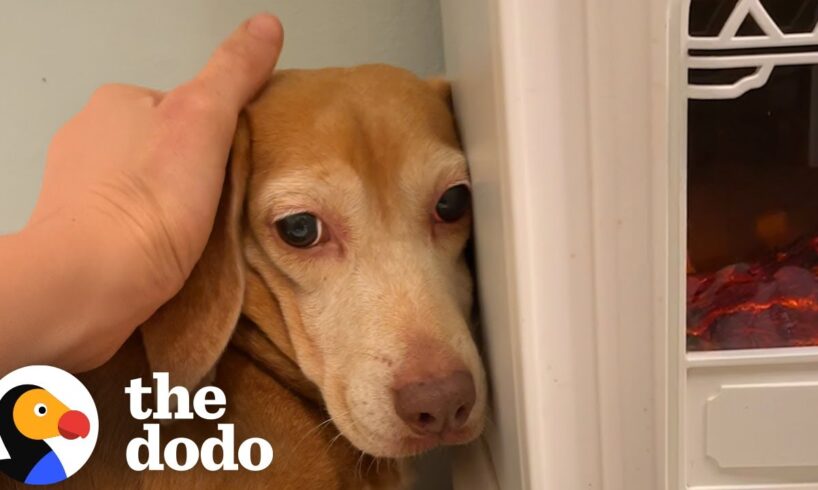 Terrified Beagle Who'd Never Been Inside Before Finally Opens Up | The Dodo