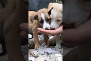 The CUTEST Puppies Ever!#cute #viralvideo #sorts