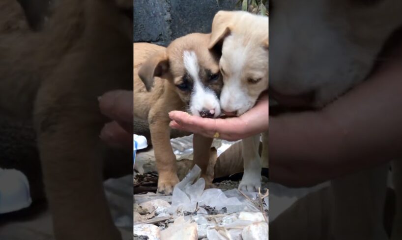 The CUTEST Puppies Ever!#cute #viralvideo #sorts