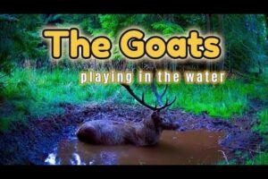 The Goat relaxes time playing in the park #animals