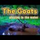 The Goat relaxes time playing in the park #animals