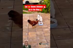 The Most Savage Moments in the Animal Kingdom🔥😱 #pets #dog #cute #funny #puppy #funnyanimals #cat