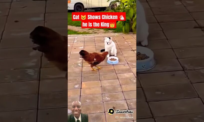 The Most Savage Moments in the Animal Kingdom🔥😱 #pets #dog #cute #funny #puppy #funnyanimals #cat