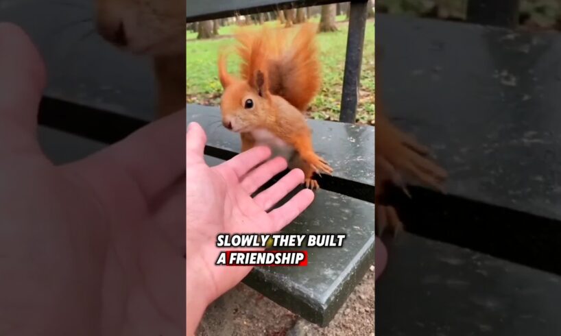 The kind man helped this squirrel couple to find a new home #rescue #squirrel