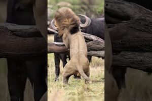 The lion is terrified of a raging buffalo  #attack #animals #lion #wildlifefight