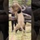 The lion is terrified of a raging buffalo  #attack #animals #lion #wildlifefight