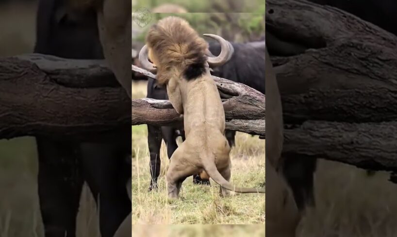 The lion is terrified of a raging buffalo  #attack #animals #lion #wildlifefight