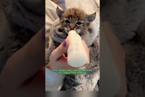 The lynx and the girl became friends #shortvideo #rescue #animals #lynx #shorts