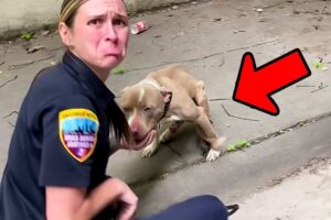 The police officer couldn't help but feel sorry for the dog  But what she did to it was shocking