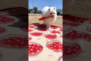 The puppy digs a hole! #funny #nico #funnyanimal #dog #funnydog