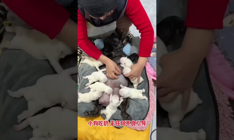 These Cute Puppies Need Our Help To Find Their Milk Every Time They Are Hungry #puppy #doglovers