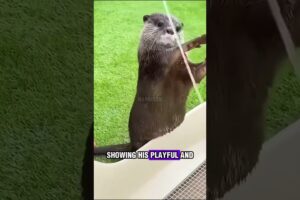 They Rescued an Otter, and It Changed Their Lives Forever 🦦❤️#animals #kindness #babyanimal #shorts