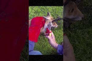 They rescued the fox caught in the net and released it back into the wild.