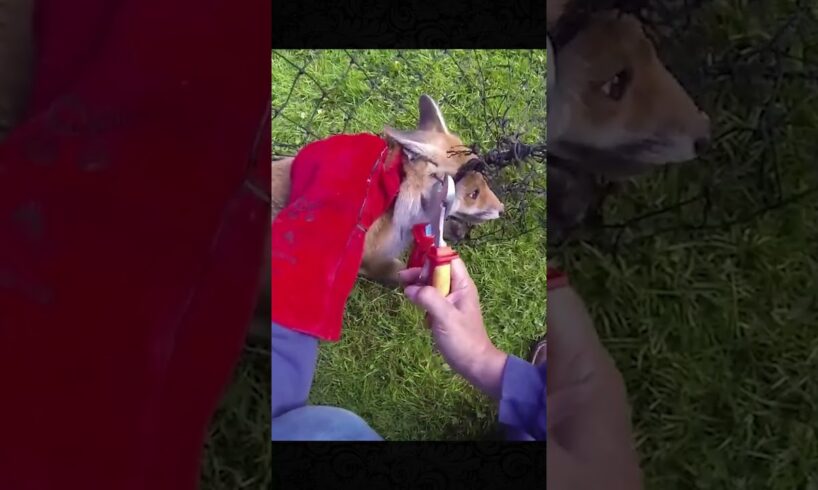 They rescued the fox caught in the net and released it back into the wild.