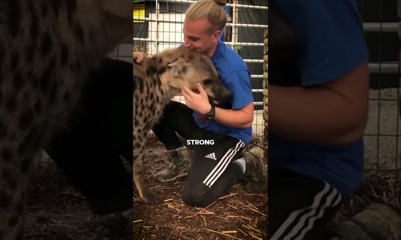 This Man Adopts ‘Dog’ That Turns Out to Be a Hyena Cub #shorts #animals #animalrescue