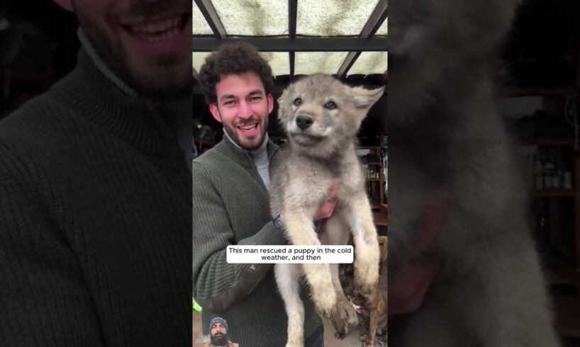 This Man rescued a Pappy in the cold 🥶 weather 🌡️ and then this happened #animals #rescue #youtube