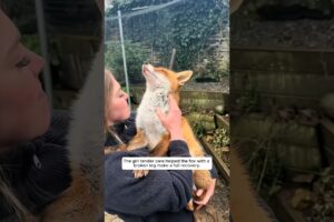 This girl rescued an injured fox and cared for it with all her love. #animalshorts