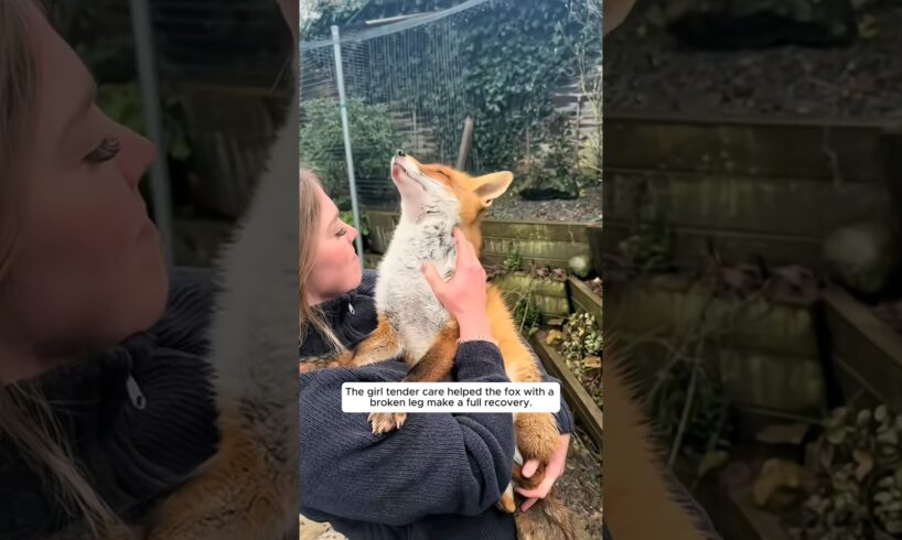 This girl rescued an injured fox and cared for it with all her love. #animalshorts