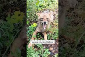 This man found an injured wolf and then acted to save it #shorts