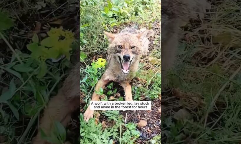 This man found an injured wolf and then acted to save it #shorts