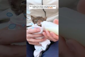 This man rescued a lost kitten on the road