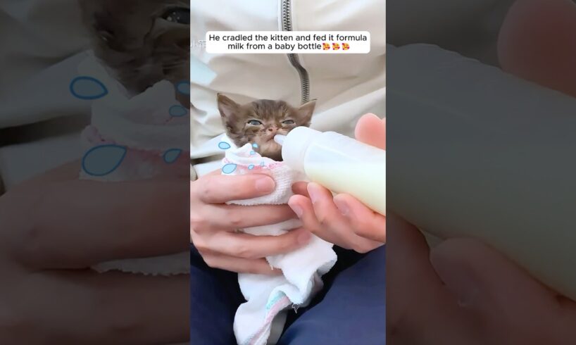 This man rescued a lost kitten on the road