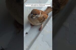 This man rescued a sparrow that was suffering from heatstroke and raised it. #animalshorts