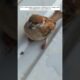 This man rescued a sparrow that was suffering from heatstroke and raised it. #animalshorts