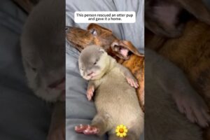 This person rescued an otter pup and gave it a home#shorts #animalshorts #rescue