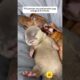 This person rescued an otter pup and gave it a home#shorts #animalshorts #rescue