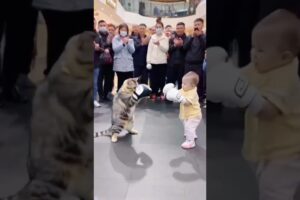 This scene...  fight  catinteresting video fight  harmony between humans and animals  cute pet DOU