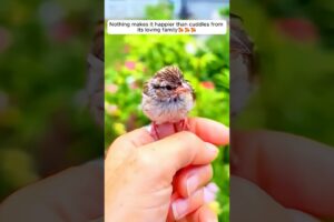 This woman rescued a baby bird giving it a loving home