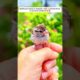 This woman rescued a baby bird giving it a loving home