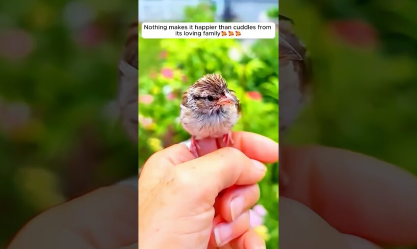 This woman rescued a baby bird giving it a loving home