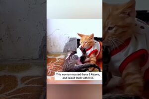 This woman rescued these 2 kittens, and raised them with love #kitten #cat #animals #poorcat #sadcat