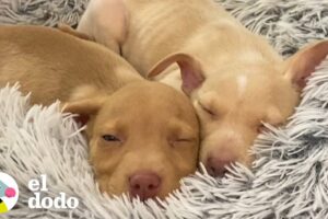 Tienes que ver como estos dos cachorros toman la siesta | El Dodo