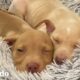 Tienes que ver como estos dos cachorros toman la siesta | El Dodo