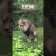 Tiger vs Lion real fight #trending #lion #tiger #liontiger #animals #viralvideo #fighting #shorts