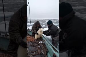 🐻‍❄️ Tiny Polar Bear's Heartwarming Rescue! 😍 #PolarBearRescue #WildlifeConservation #ArcticAnimals