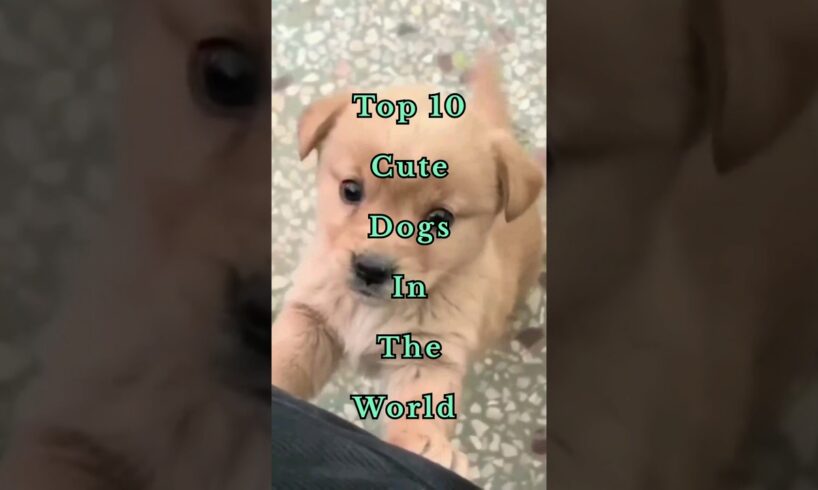 Top 10 Cute Dogs In The World || Cute Dogs #shorts #short #top10 #dogs #dog #world #youtubeshorts