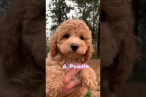 Top 10 Cutest Puppies