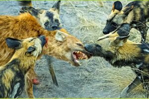 Top 13 Brutal Hunting Moments of Wild Dogs || Wild Animal Fights