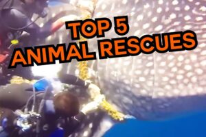 Top 5 Animal Rescues! 👏🏼 #compilation | PAWSOME PETS